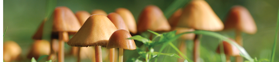 Jacarja Recreatiepark