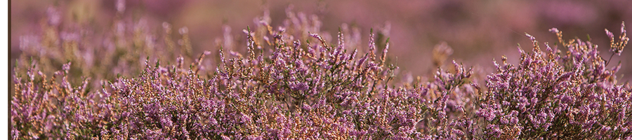 Jacarja Recreatiepark