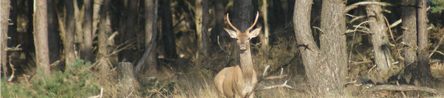 Jacarja Recreatiepark